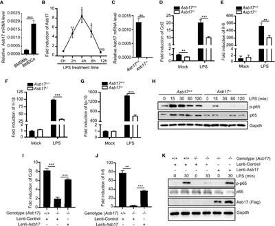 ASB17 Facilitates the Burst of LPS-Induced Inflammation Through Maintaining TRAF6 Stability